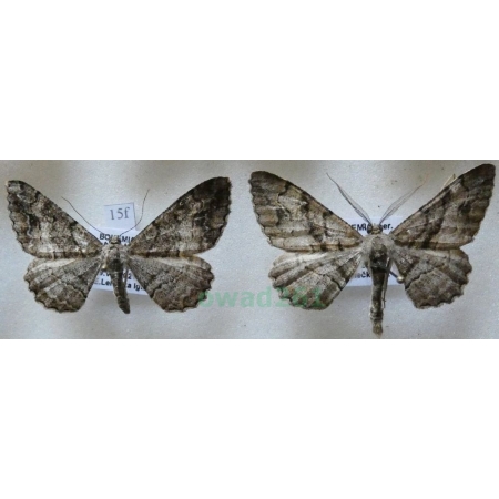 Alcis deversata (Staudinger, 1892) pair Przylepek plamiak Czech15f